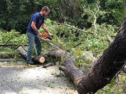 Best Tree Removal  in Chino, CA