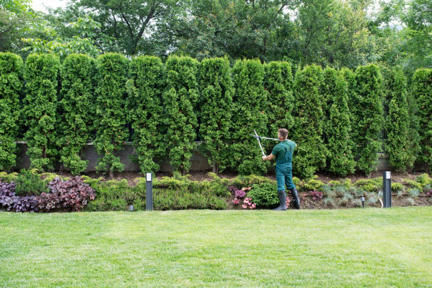 How Our Tree Care Process Works  in  Chino, CA